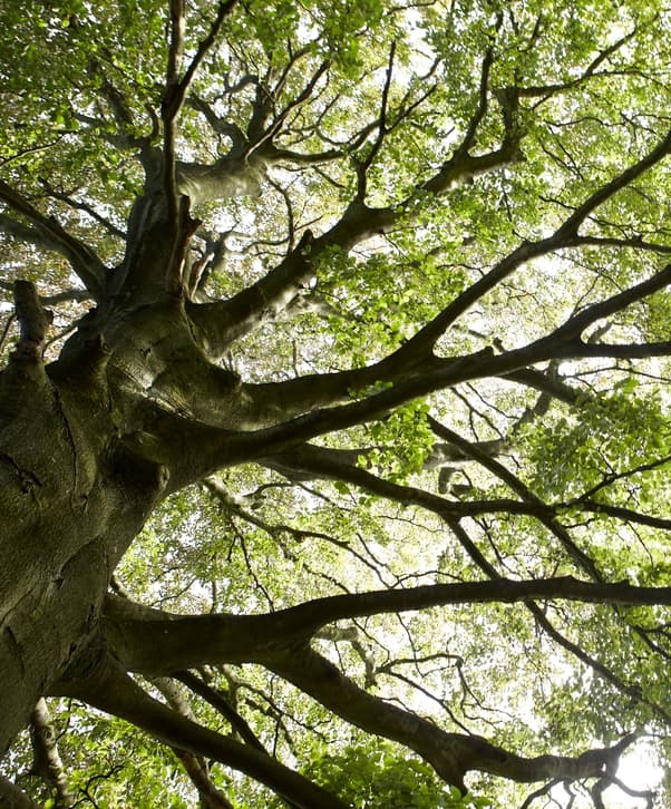 Hunter Lodges Woodland