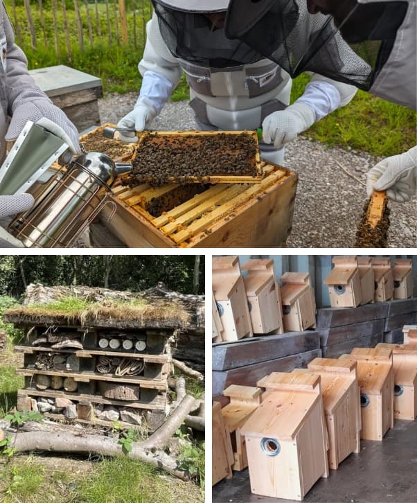 Honeybees, Bug Hotel and Bird Boxes